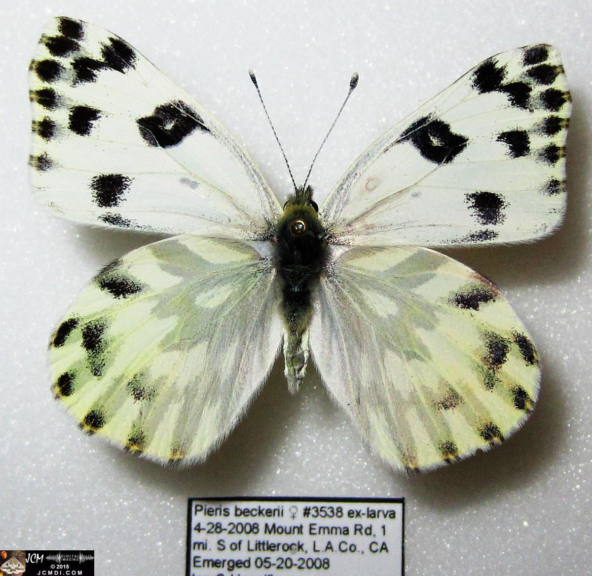 Pieris beckerii (Pontia beckerii) female